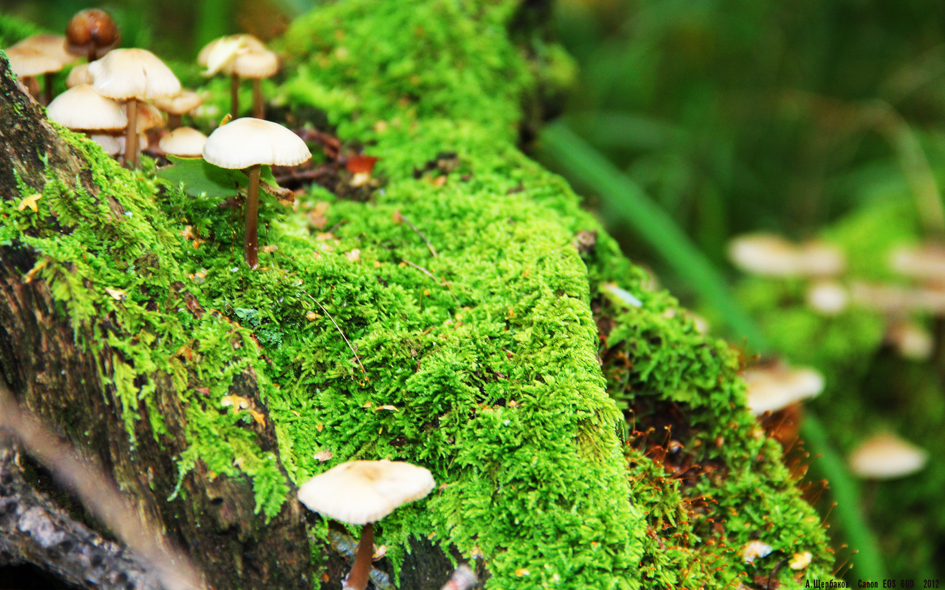 绿茵场上的文化碰撞,从英超争冠焦点战到毕尔巴鄂正面击溃墨西哥的足球哲学启示