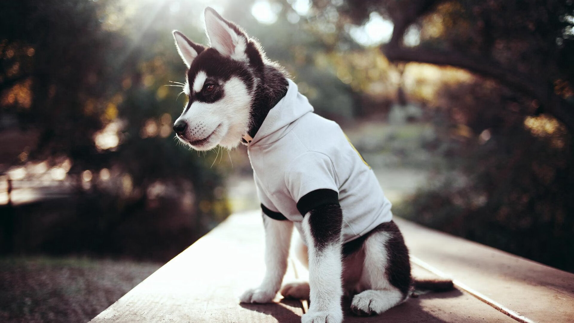 英格拉姆大场面先生,公牛对阵76人的宿命对决